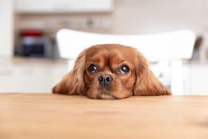 Lee más sobre el artículo Las mejores razas de perros para pisos