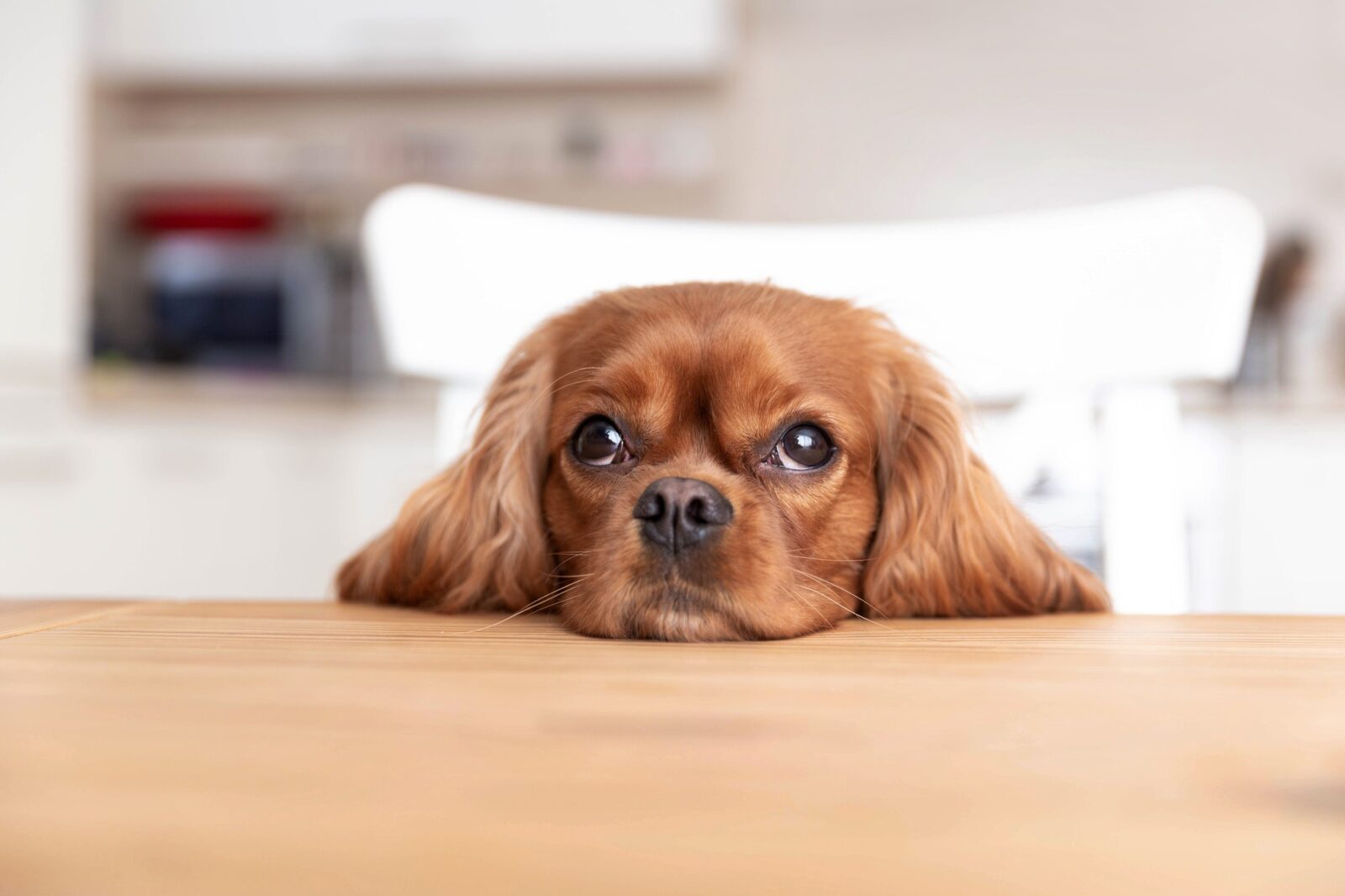 En este momento estás viendo Las mejores razas de perros para pisos