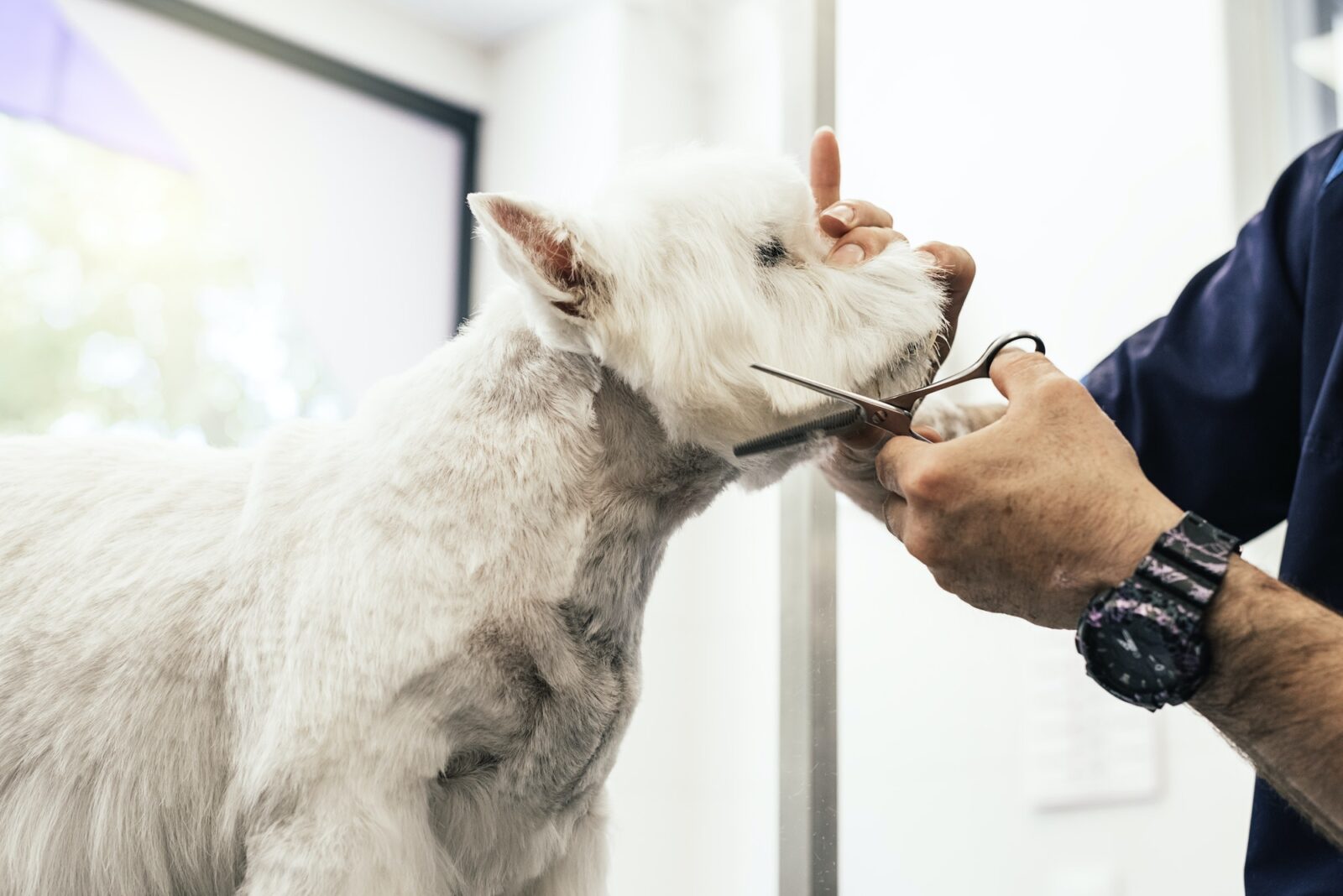 Grooming a little dog.