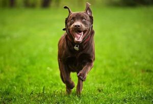 Perro zoomies marrón corriendo en estado de felicidad por un prado verde.