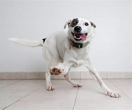 Perro blanco con mancha negra en ojo estado de excitación y la lengua fuera