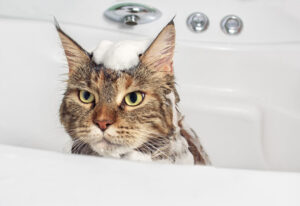 Gato bañándose con espuma en la cabeza