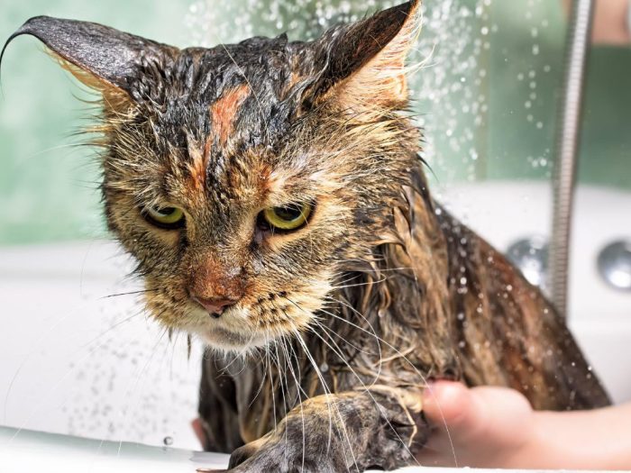 Gato enfadado mientras lo bañan