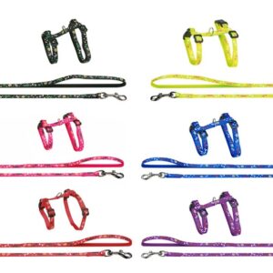 ARNES GATO PARTY + CORREA