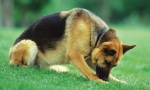 Lee más sobre el artículo Procesionaria, peligrosa oruga para los perros