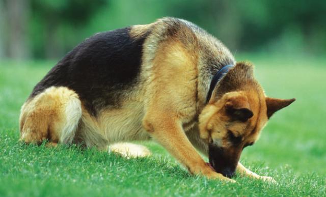 En este momento estás viendo Procesionaria, peligrosa oruga para los perros