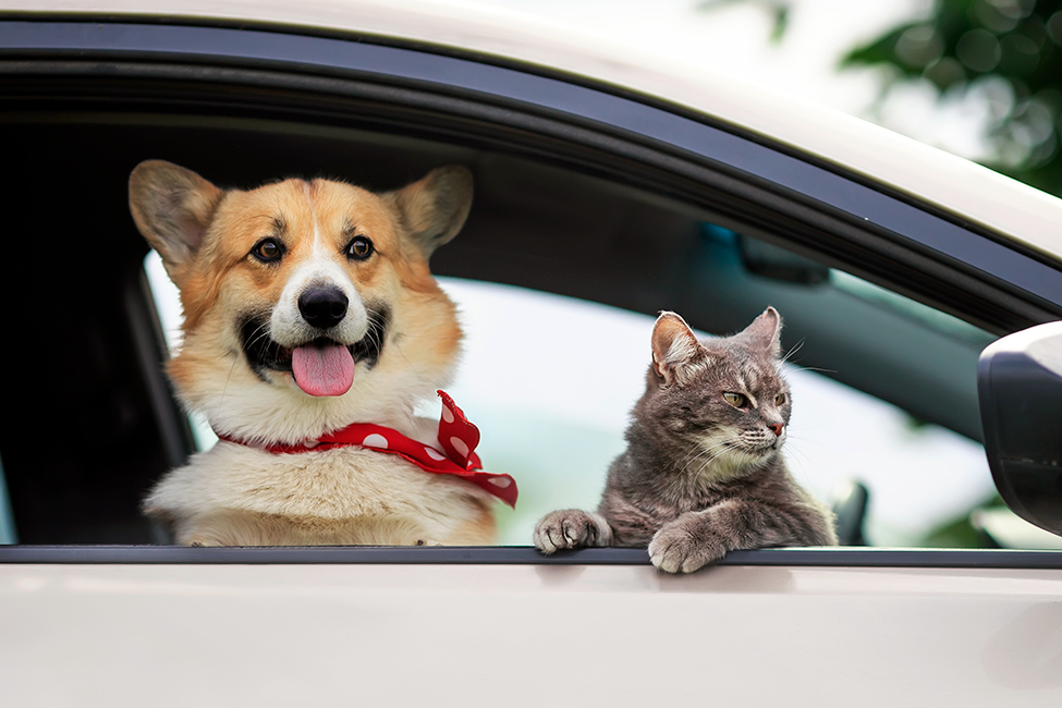 Lee más sobre el artículo ¿Viaja segura tu mascota?