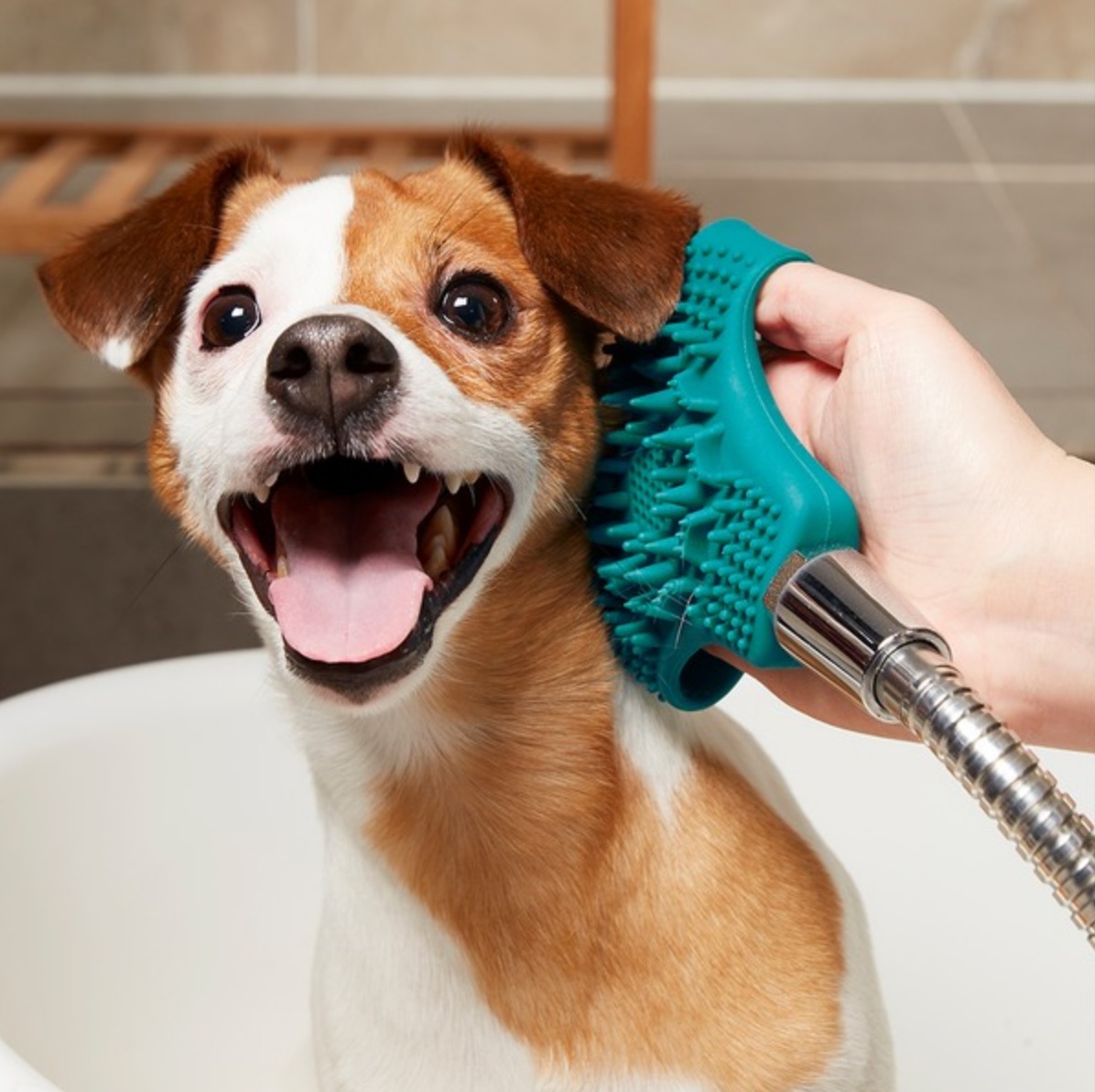 En este momento estás viendo ¿SABES CÓMO CUIDAR EL PELAJE DE UN PERRO CON PELO CORTO?