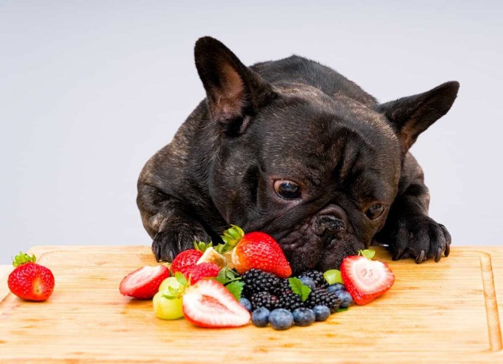 En este momento estás viendo ¿PUEDEN COMER FRUTA LOS PERROS?