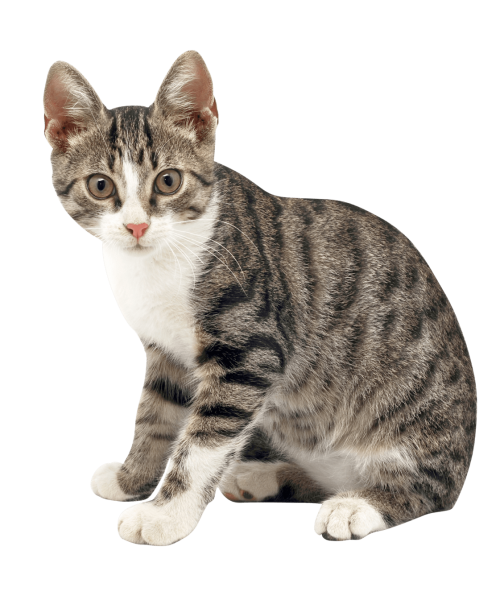 gato gato